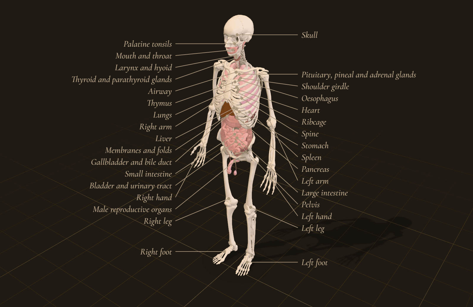 The assembled body model: skeleton with organs inside