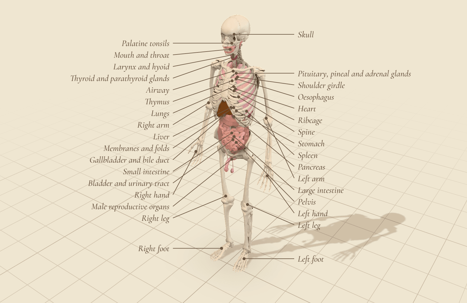 The assembled body model: skeleton with organs inside