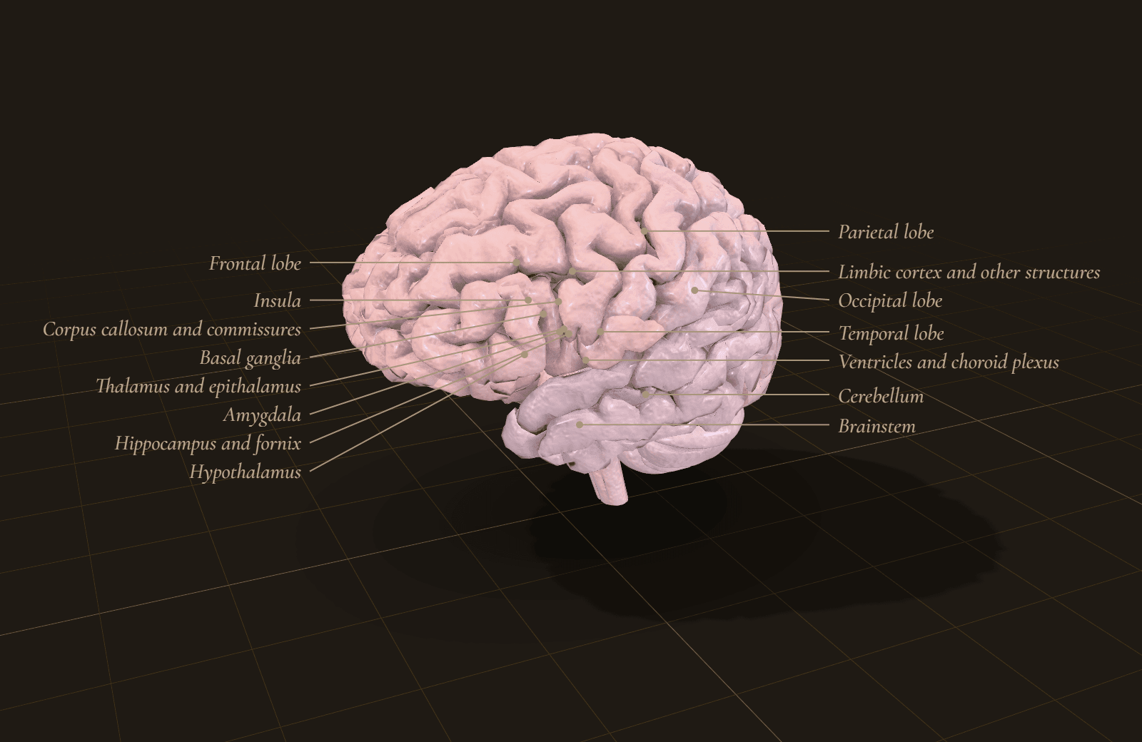 The assembled brain model