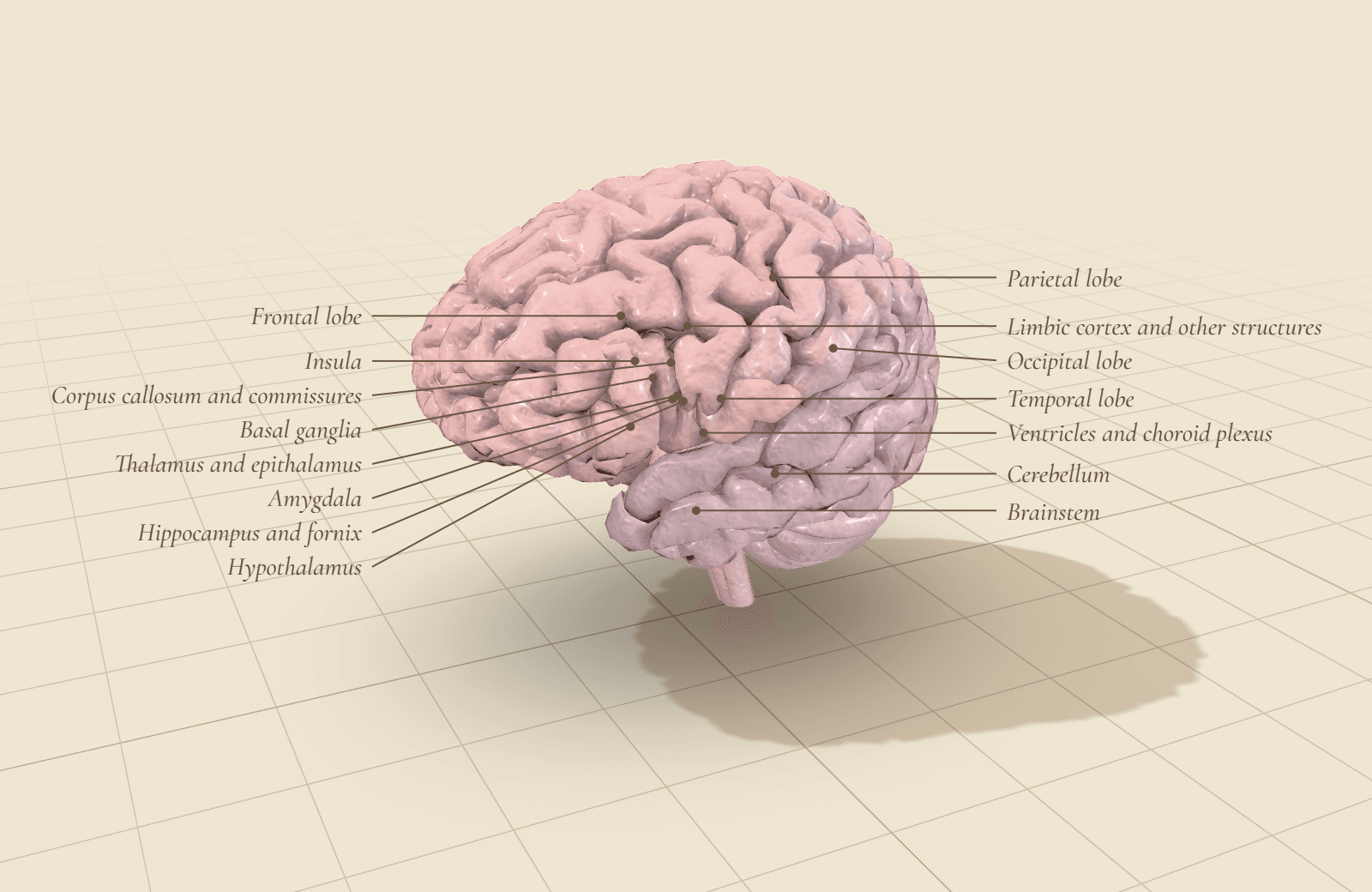 The assembled brain model